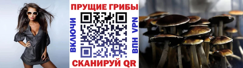 Галлюциногенные грибы Psilocybine cubensis Павловская